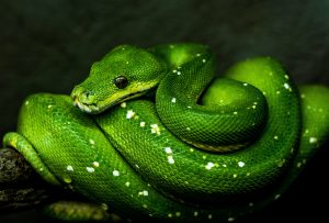 How should I start learning Python?
